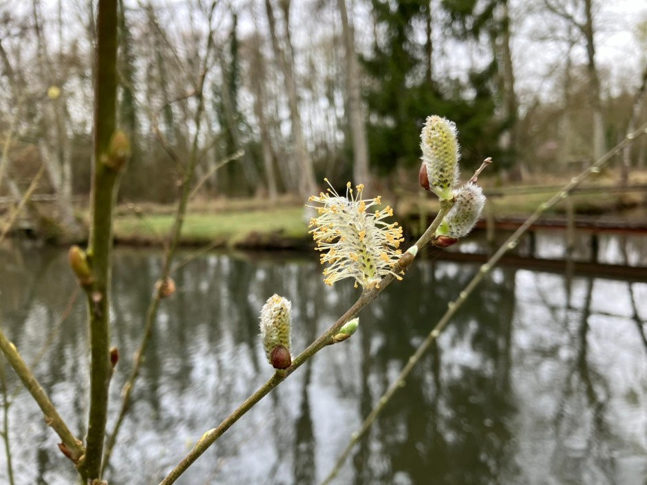 Pollen de saule femelle