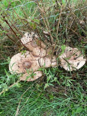 Img 20240925 wa0006 2