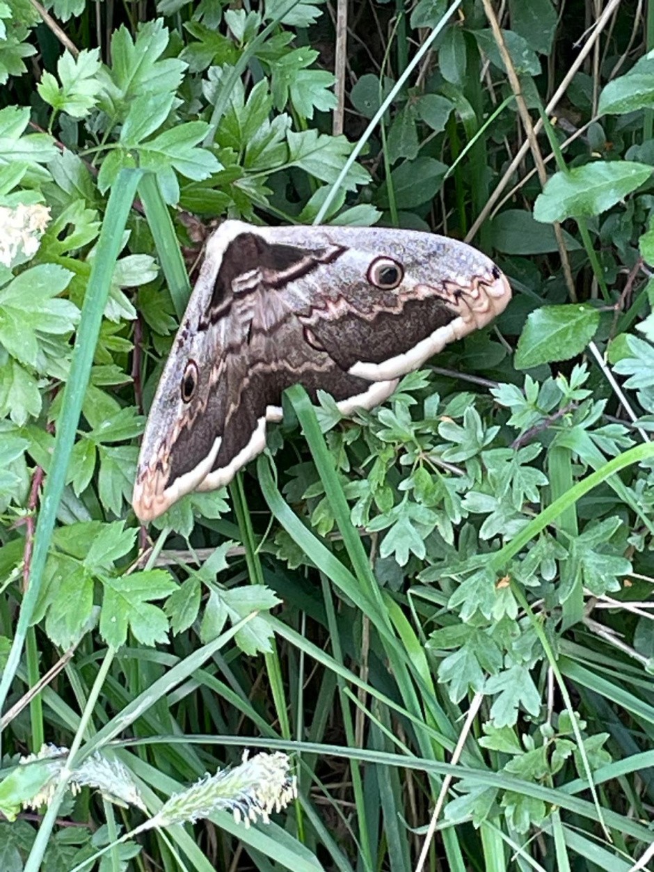 Paon de nuit ...ou poisson volant!