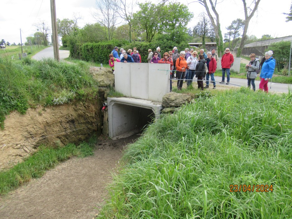 Passage sous la route pour les vaches