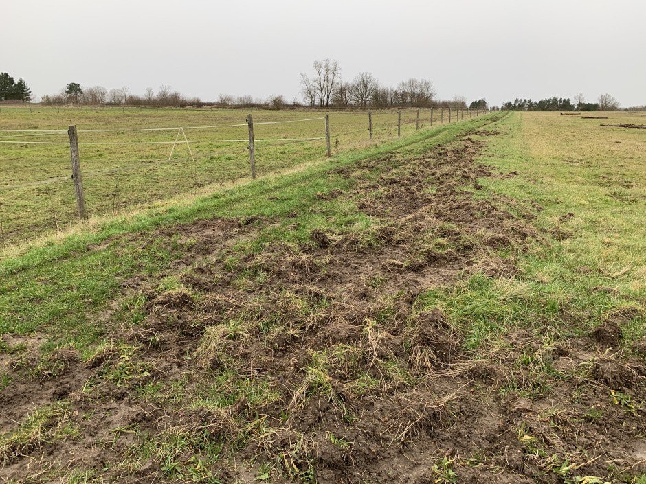 quel boulot les sangliers!